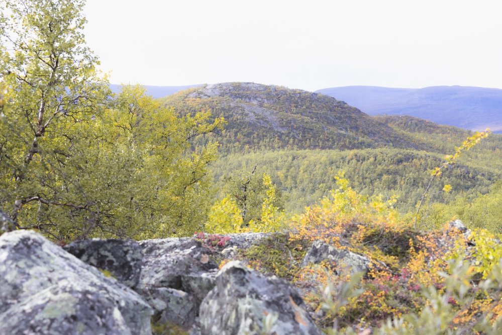 Hieman jo syksyistä tunturikoivikkoa taustalla Salmivaaran tunturi Kilpisjärvellä.