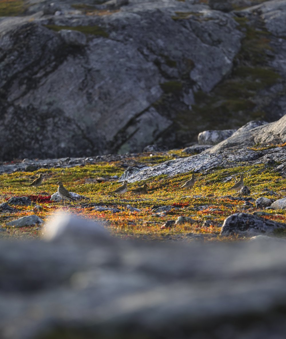 Kapustarinnan poikaset suunnittelevat muuttoa etelään. Tunturissa maaruska alkaa hehkua  jo syyskuun alussa.