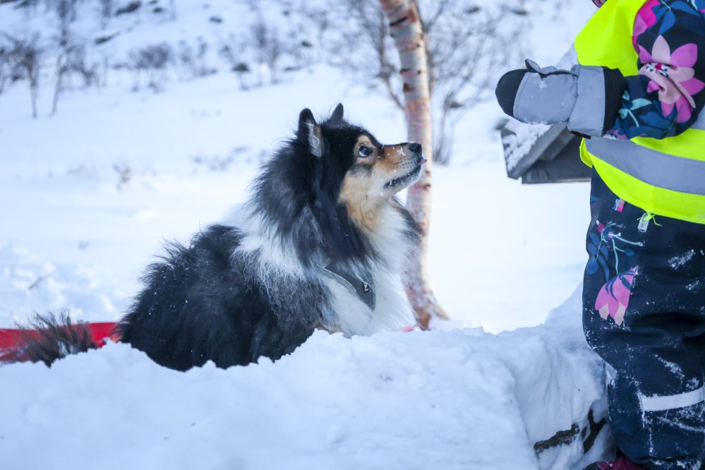 Lapinkoira istuu ja katsoo edessään eväitään syövää lasta