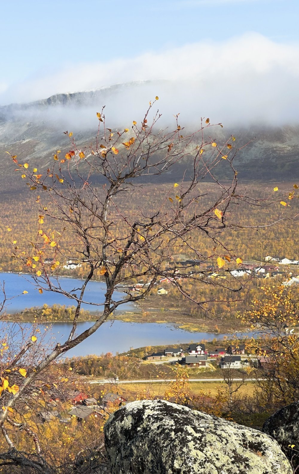 Koivussa Salmivaaran huipulla on enää muutama lehti jäljellä. Taustalla on Kilpisjärven kylä ja Saana-tunturi aurinkoisena syyspäivänä.