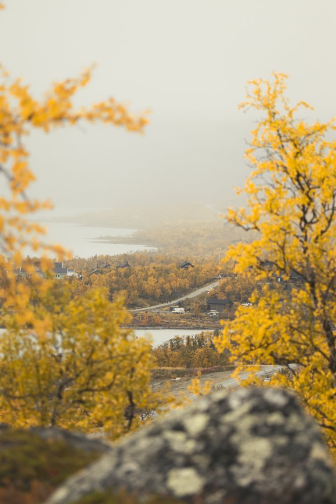 Keltaiset koivut reunustavat kuvaa kohti Kilpisjärven kylää sateisena ja sumuisena ruskapäivänä. 