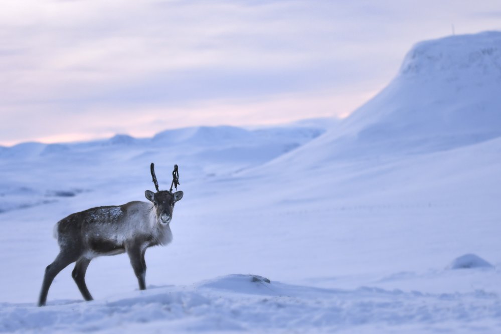 Vasa Käsivarren erämaassa talvella